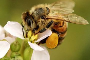 Corretto utilizzo dei prodotti fitosanitari per tutelare gli insetti pronubi.